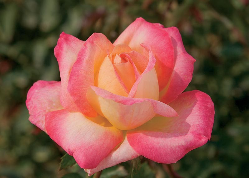 Rosa Love & Peace (Hybrid Tea Rose)